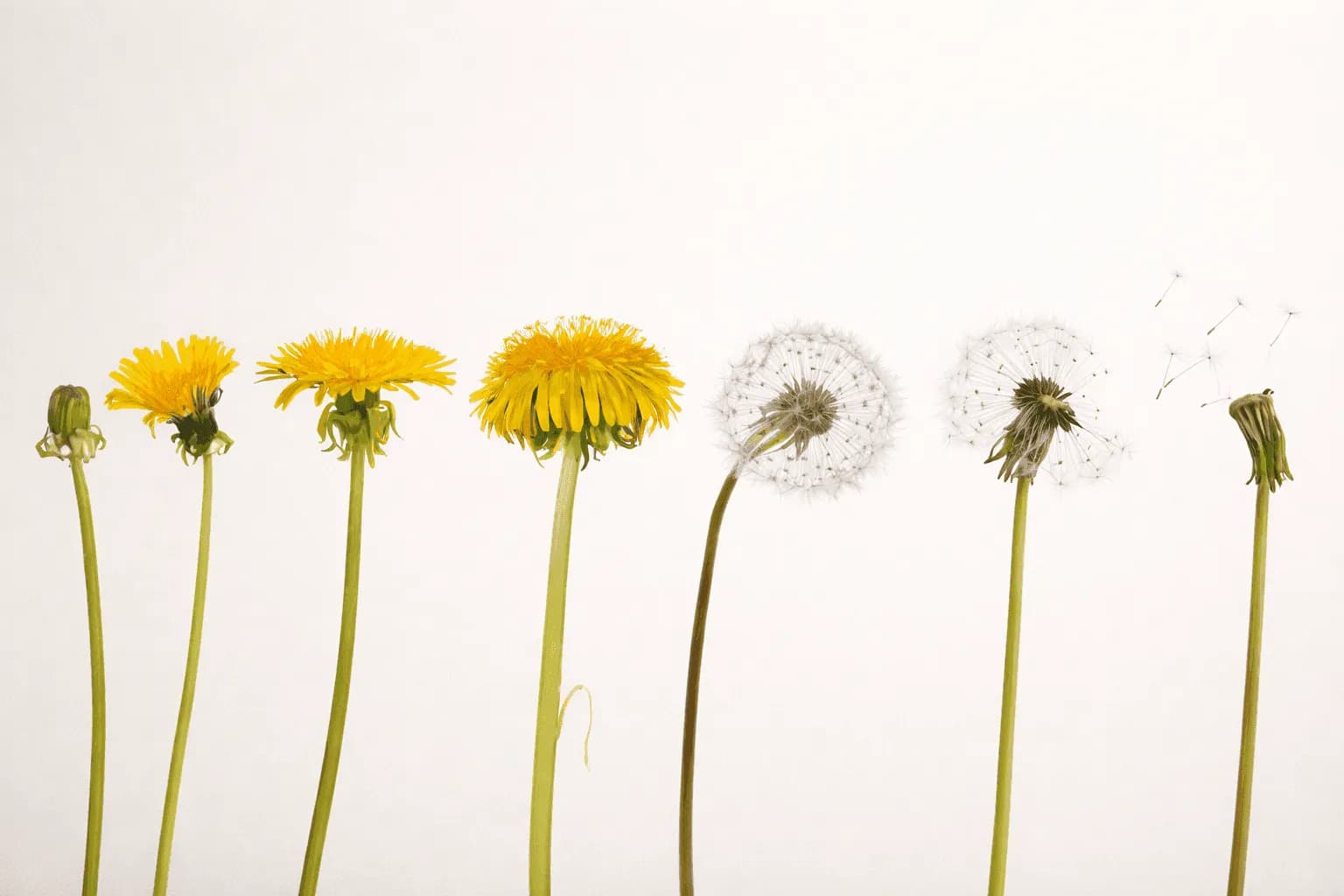 Yellow and white dandelions in various stages of growth