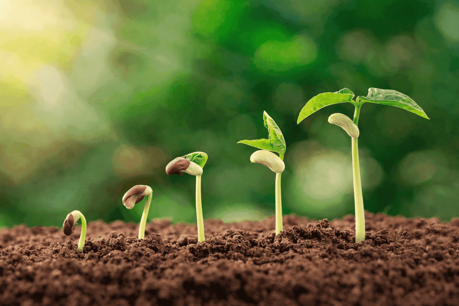 Feature image representing DHA importance