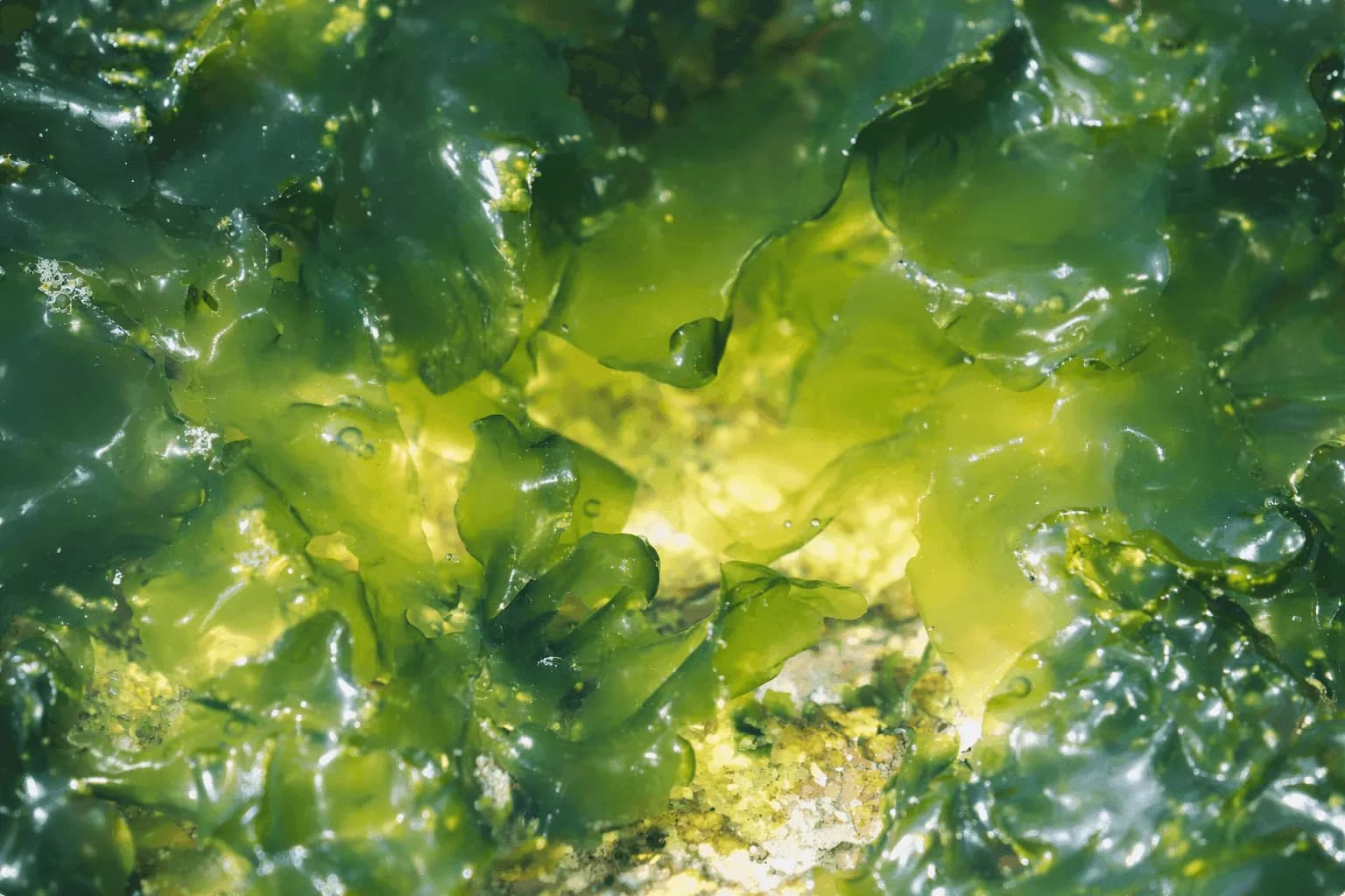 Microalgae and DHA molecular structure