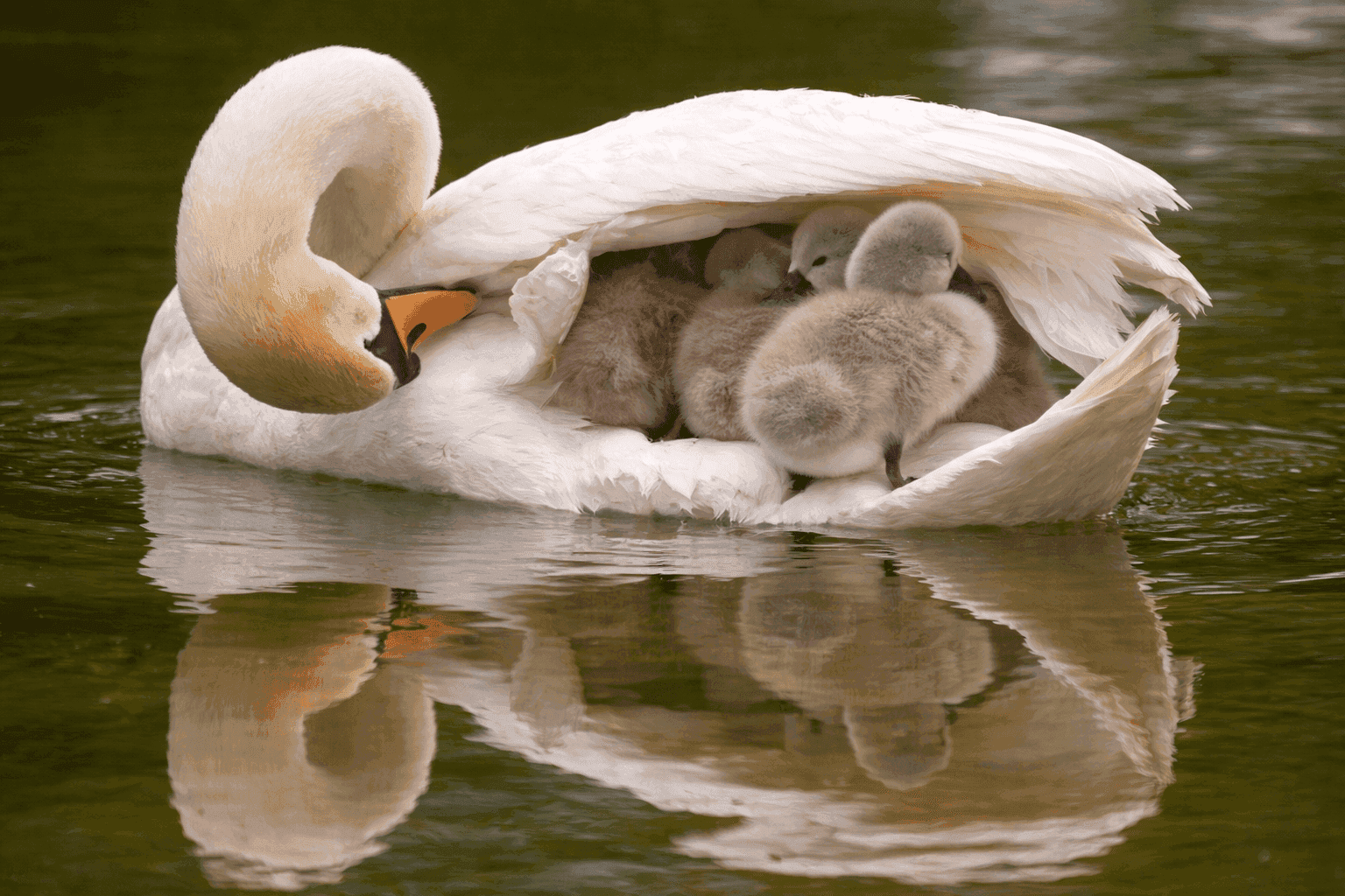 High Dose Protection in High Risk Mothers